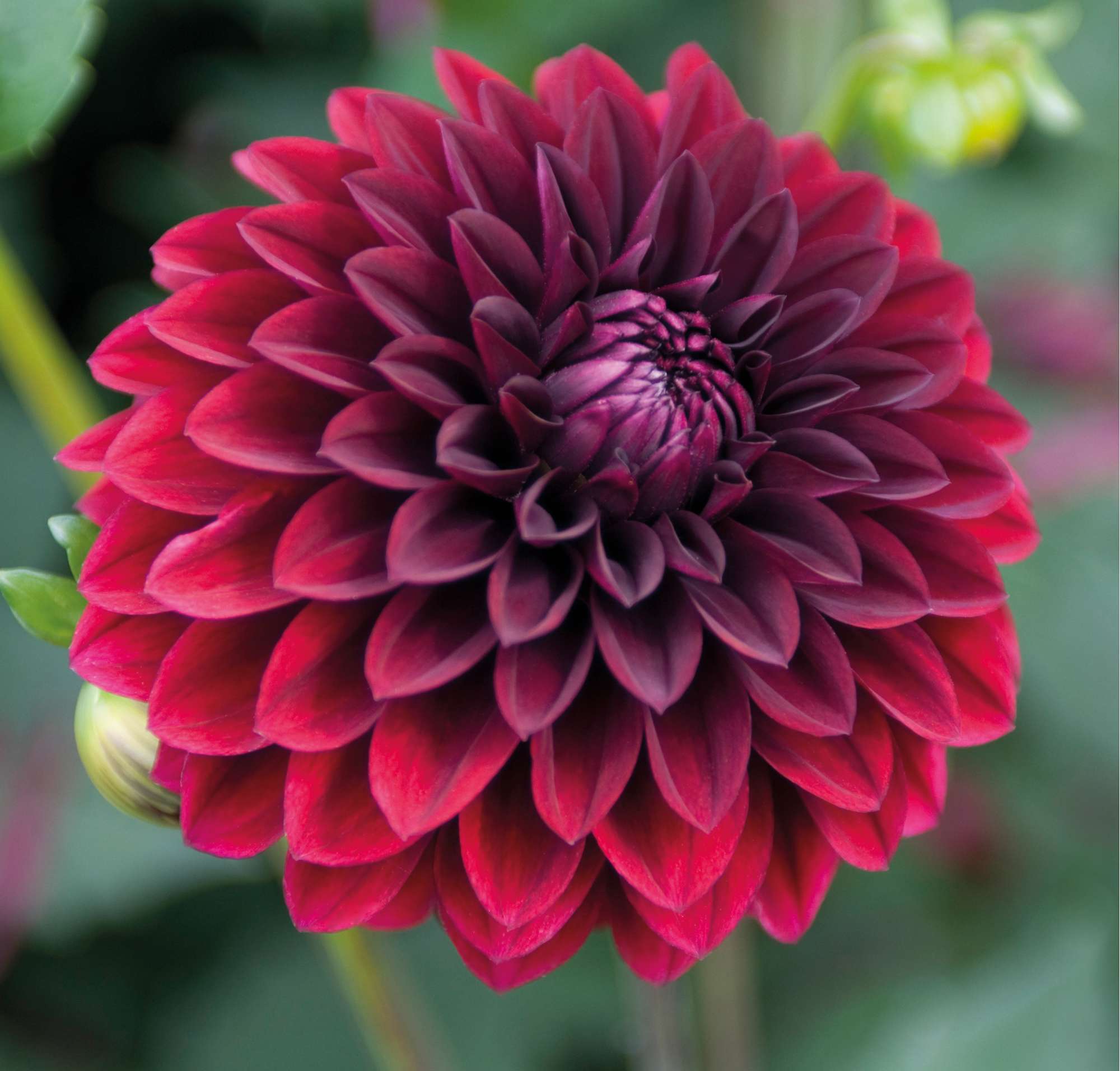 Dahlia 'Radjah'